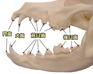 canine-dentition