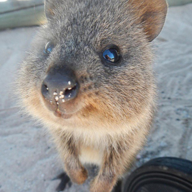 クアッカワラビー つむら動物病院 大阪堺市で大切なペットの病気 健康管理なら つむら動物病院 にお任せ