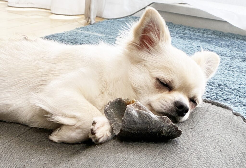 おもちゃと共に眠るチワワ