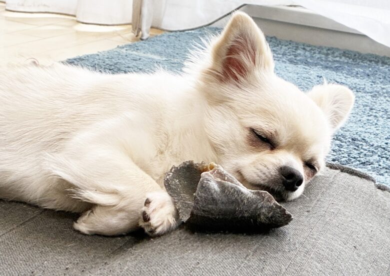 犬の肺高血圧症とは？｜初期症状で見逃さないために知っておきたいこと