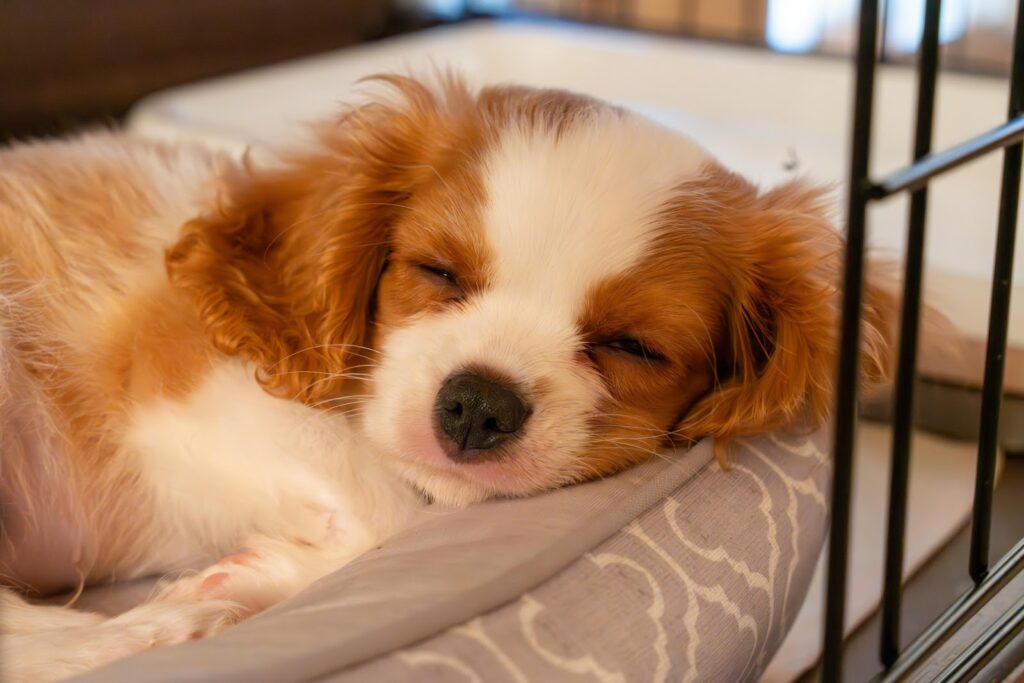 ケージの中で眠るキャバリア・キング・チャールズ・スパニエル