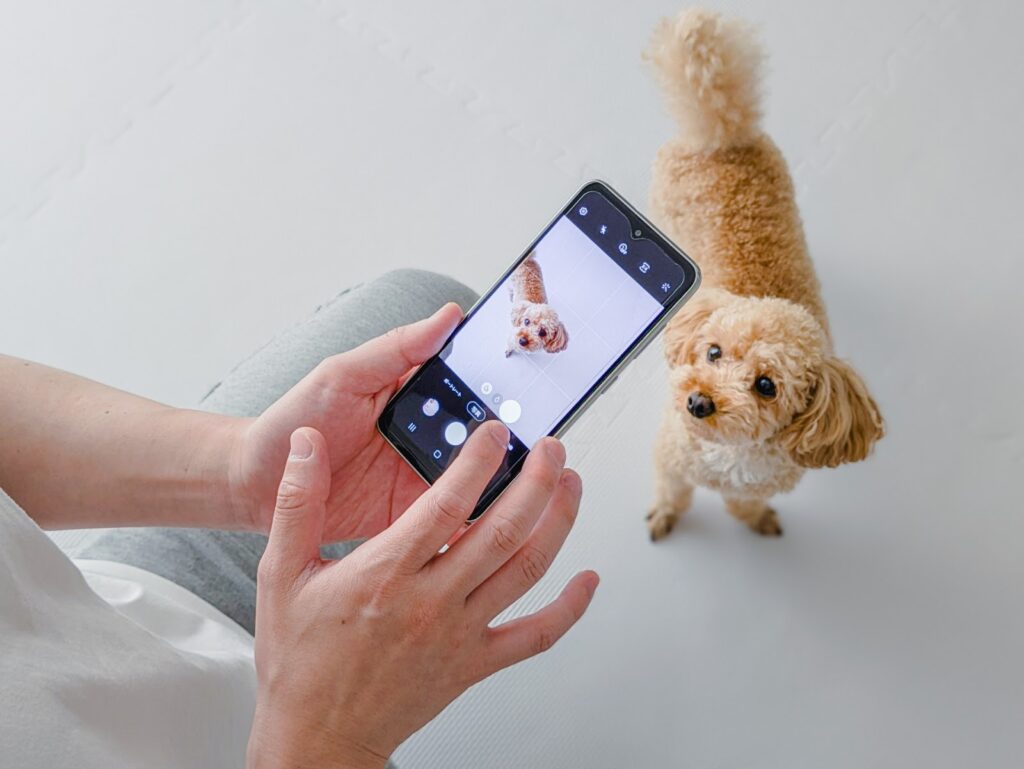 トイプードルをスマホで撮影する飼い主