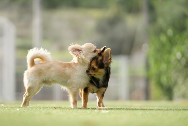 じゃれ合う2匹のチワワ