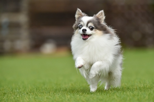 芝生をかける犬