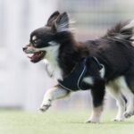 ドッグランで遊ぶチワワ