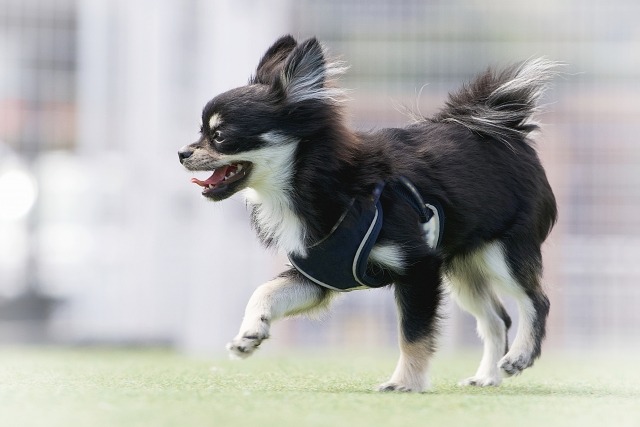 ドッグランで遊ぶチワワ