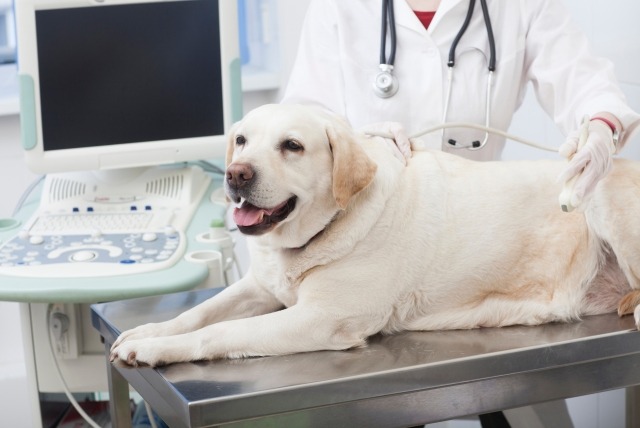 エコー検査を受ける犬