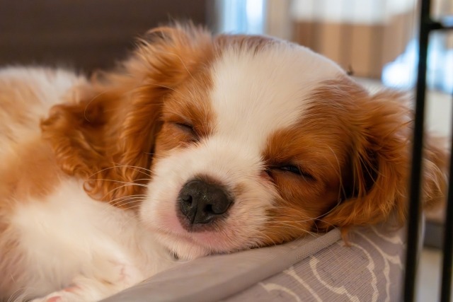 クッションで横になって眠るキャバリア