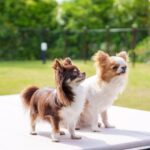 テーブルの上に乗って遠くを見る2匹のチワワ