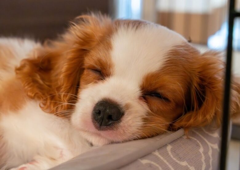 犬の僧帽弁閉鎖不全症におすすめの食事は？｜有効成分や食材を解説