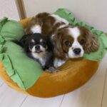 クッションの中にいる2匹の犬