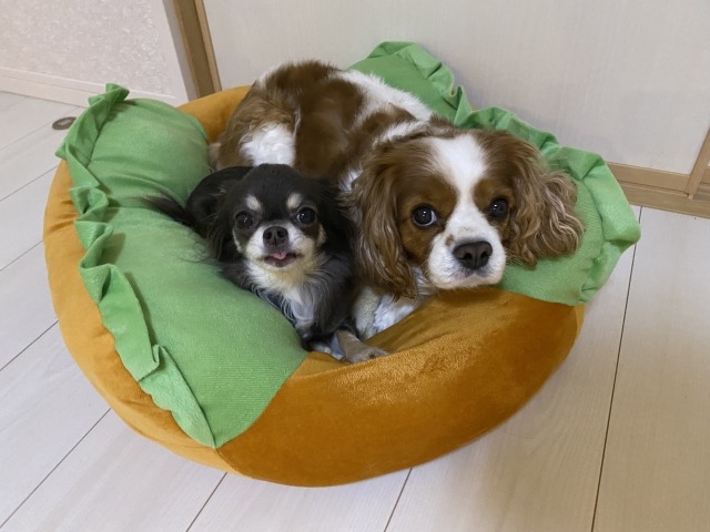 クッションの中にいる2匹の犬