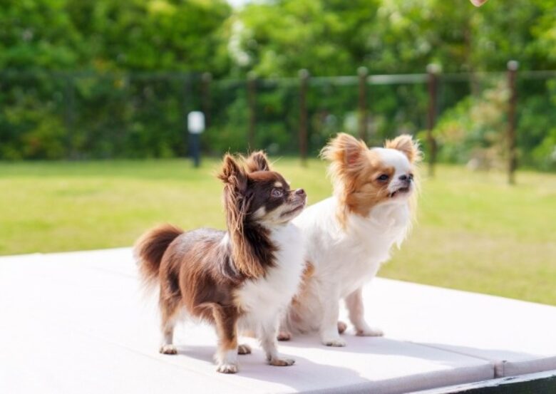 犬の僧帽弁閉鎖不全症の治療薬に副作用はある？