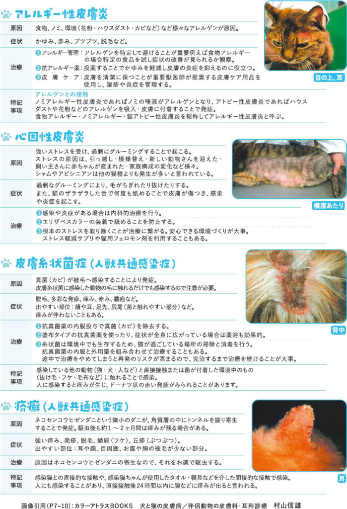 猫の皮膚病に関する原因・症状・治療についてのまとめ