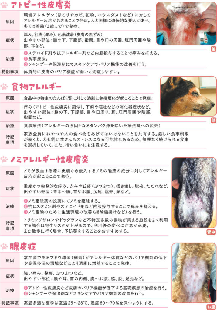 犬の皮膚病に関する原因・症状・治療についてのまとめ