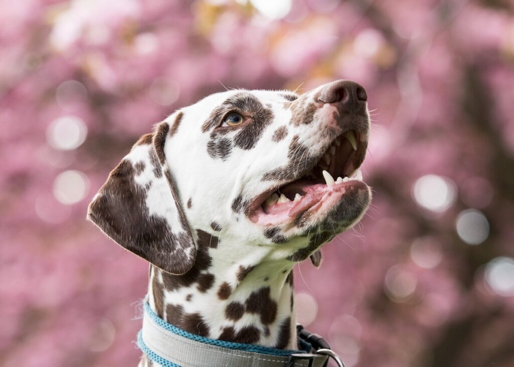 上を見つめる犬