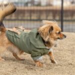 ドッグランをかける犬