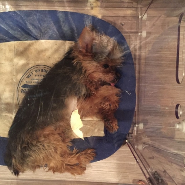 酸素室でうずくまる犬