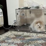 酸素室に入る犬