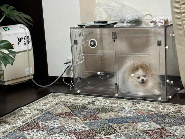 酸素室に入る犬