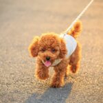 散歩するトイプードル
