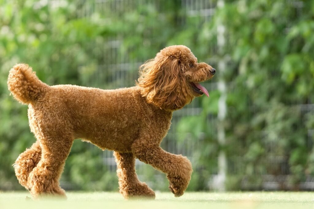 ドッグランで遊ぶトイプードル
