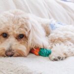 ソファに伏せるトイプードル